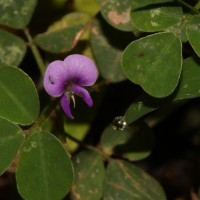 Grona triflora (L.) H.Ohashi & K.Ohashi